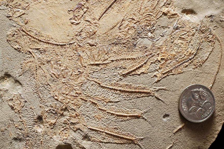 Fossil fish inside a clam shell