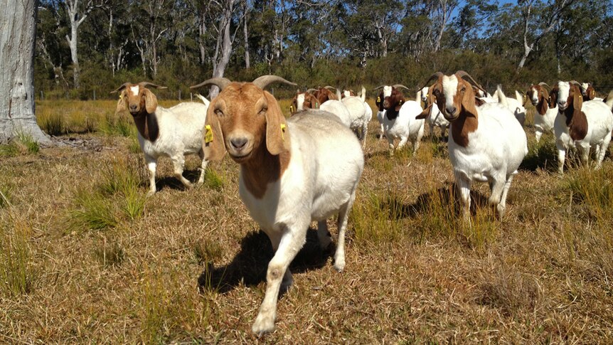 A herd of boer goats.