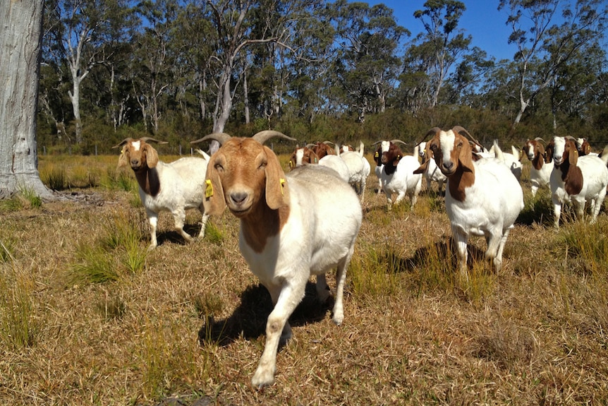 A herd of Boer goats in a paddock