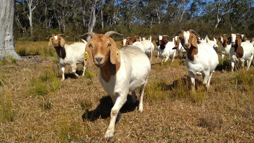 A herd of boer goats