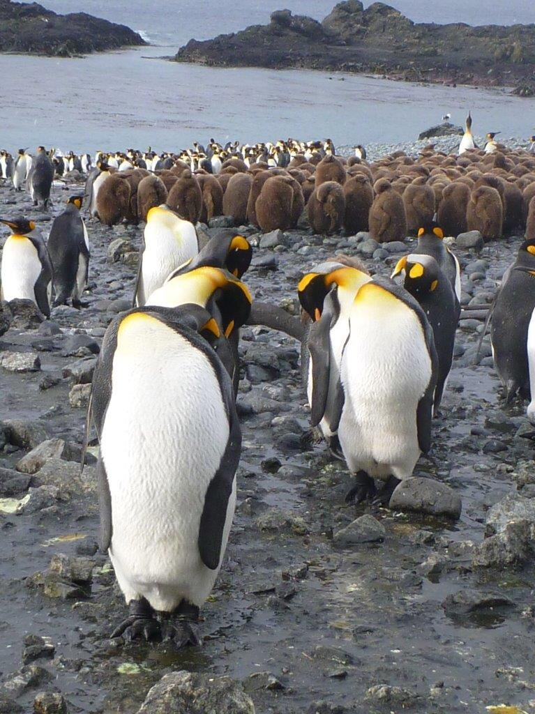 King penguins on Macquarie Island
