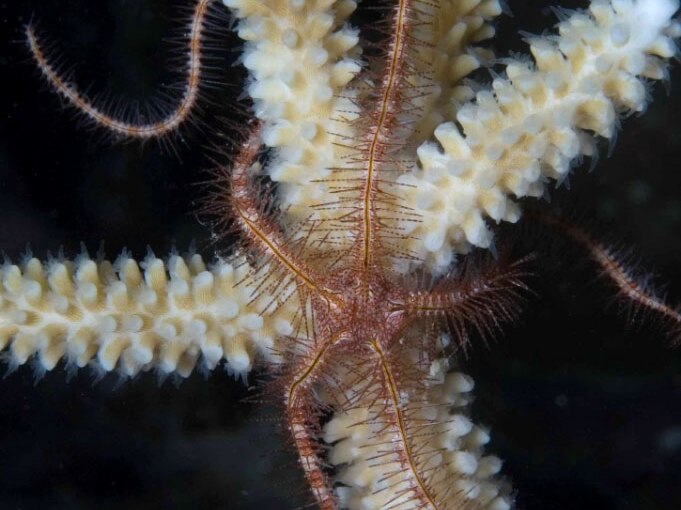 Tropical brittle star