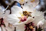 Close-up of a bee sitting in a flower on an almond tree