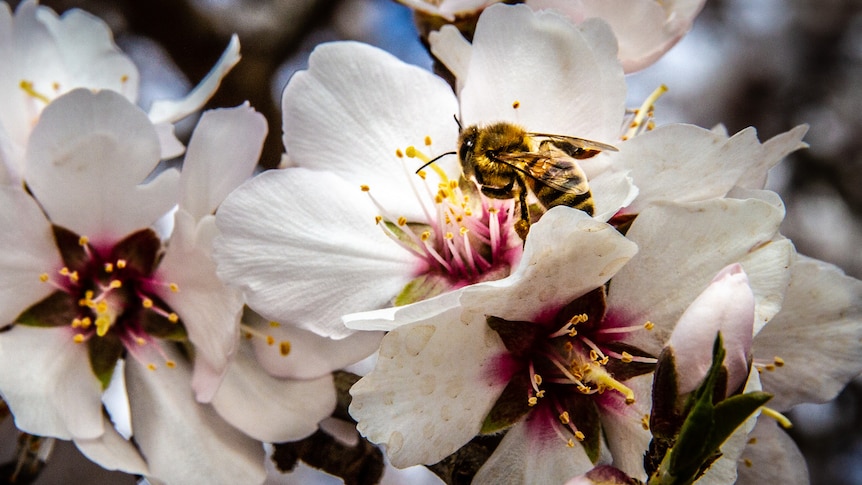 Close up on a bee sitting in a flower on an almond tree