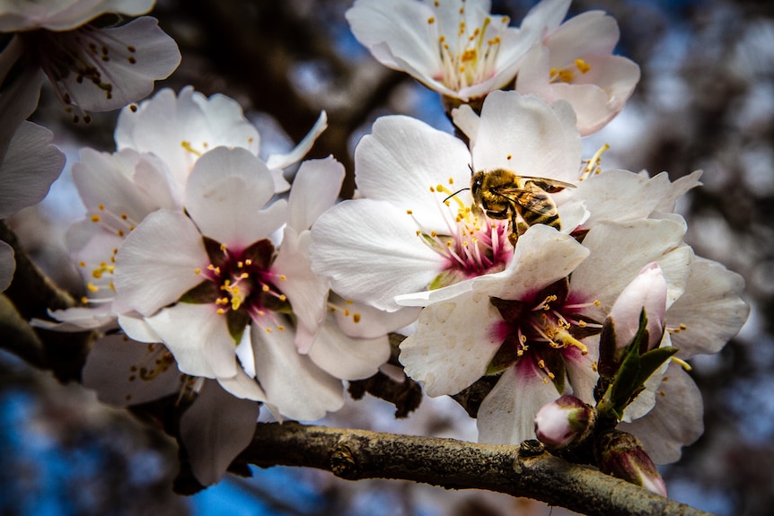Close up on a bee sitting in a flower on an almond tree