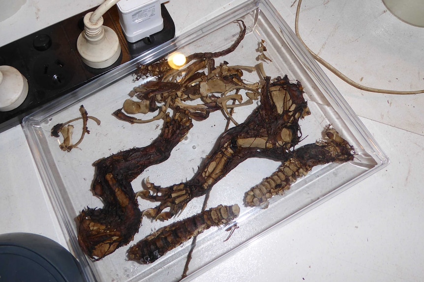 A tray containing animal parts, including a leg and claw