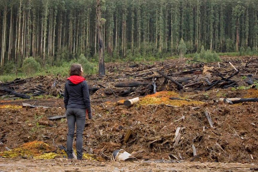 A woman looks out to a forest where trees have been cut down 