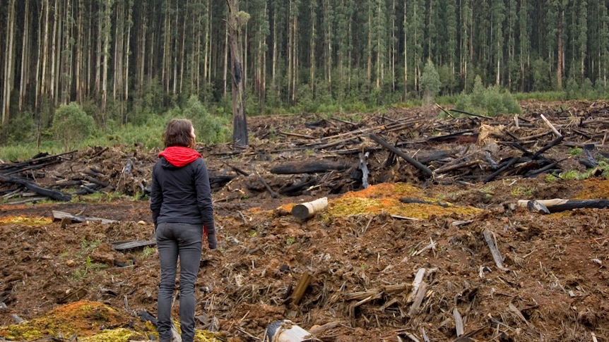 A woman gazes at the remains of trees that have been logged in a forest.