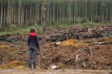 A woman gazes at the remains of trees that have been logged in a forest.