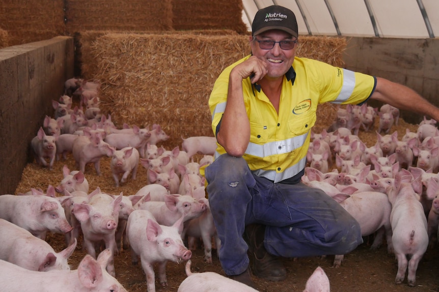 a man sitting with hundreds of piglets