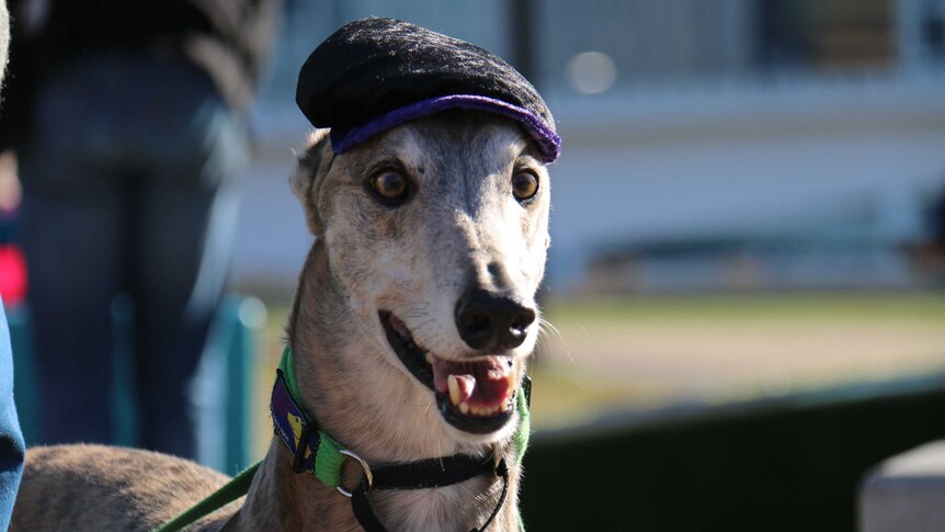 Greyhound in a hat