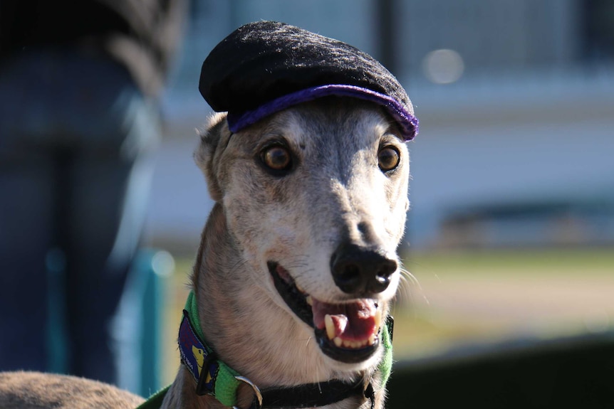 Greyhound in a hat