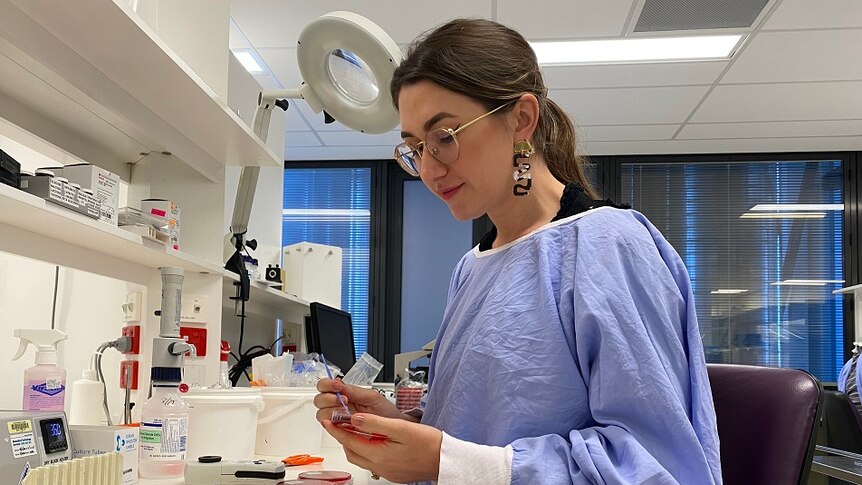 Gold Coast scientist analysing COVID samples in the microbiology lab