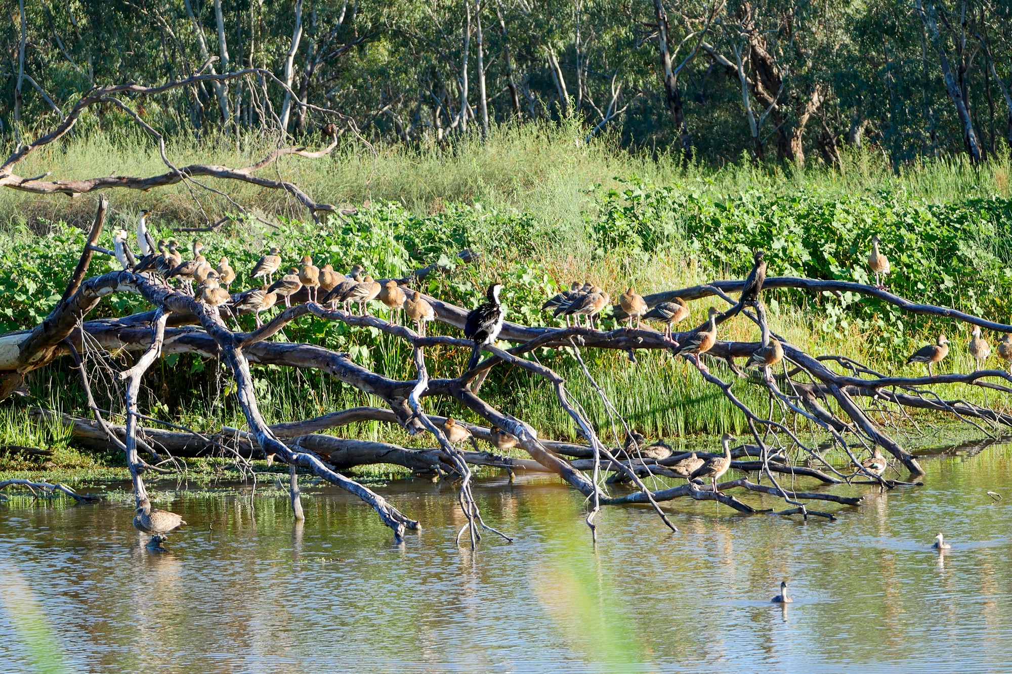 Feral pig problem raises bird flu fears in famous wetlands