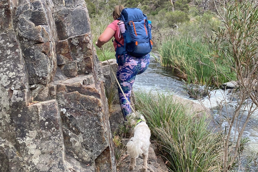 A woman in hiking gear and backpack climbs a rocky trail beside a creek with her white dog trailing behind her.