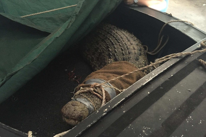 A 3.8-metre crocodile removed from a holiday unit complex
