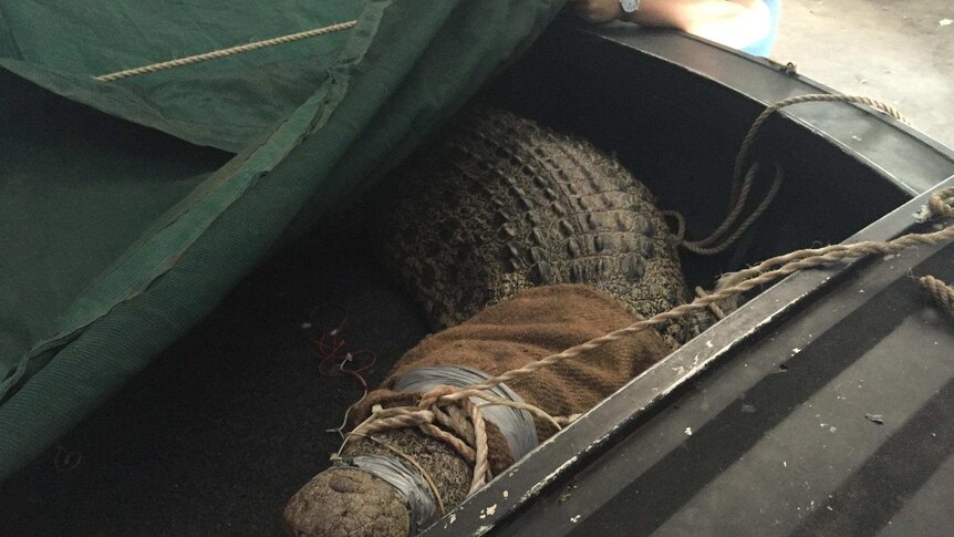 A 3.8-metre crocodile removed from a holiday unit complex