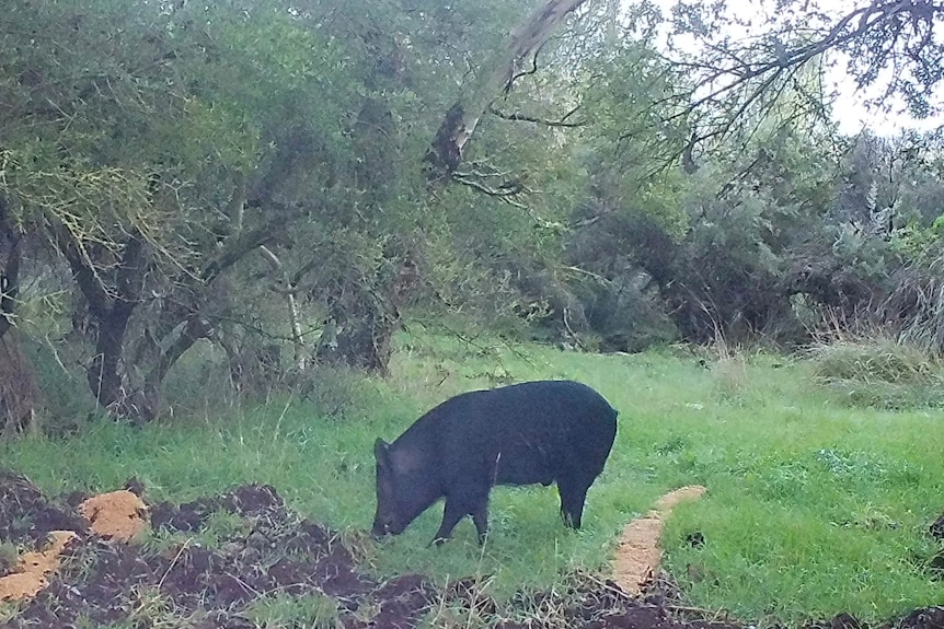 A black feral pig walking through shrub. 