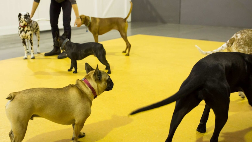 An attendant keeps a hand on the back of one dog and the face of another while they stand calmly, four others standing nearby.