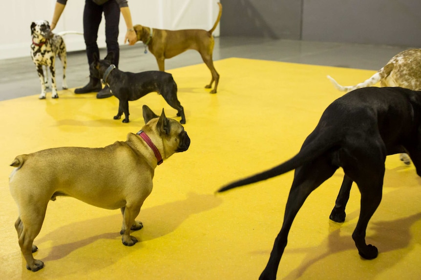 An attendant keeps a hand on the back of one dog and the face of another while they stand calmly, four others standing nearby.