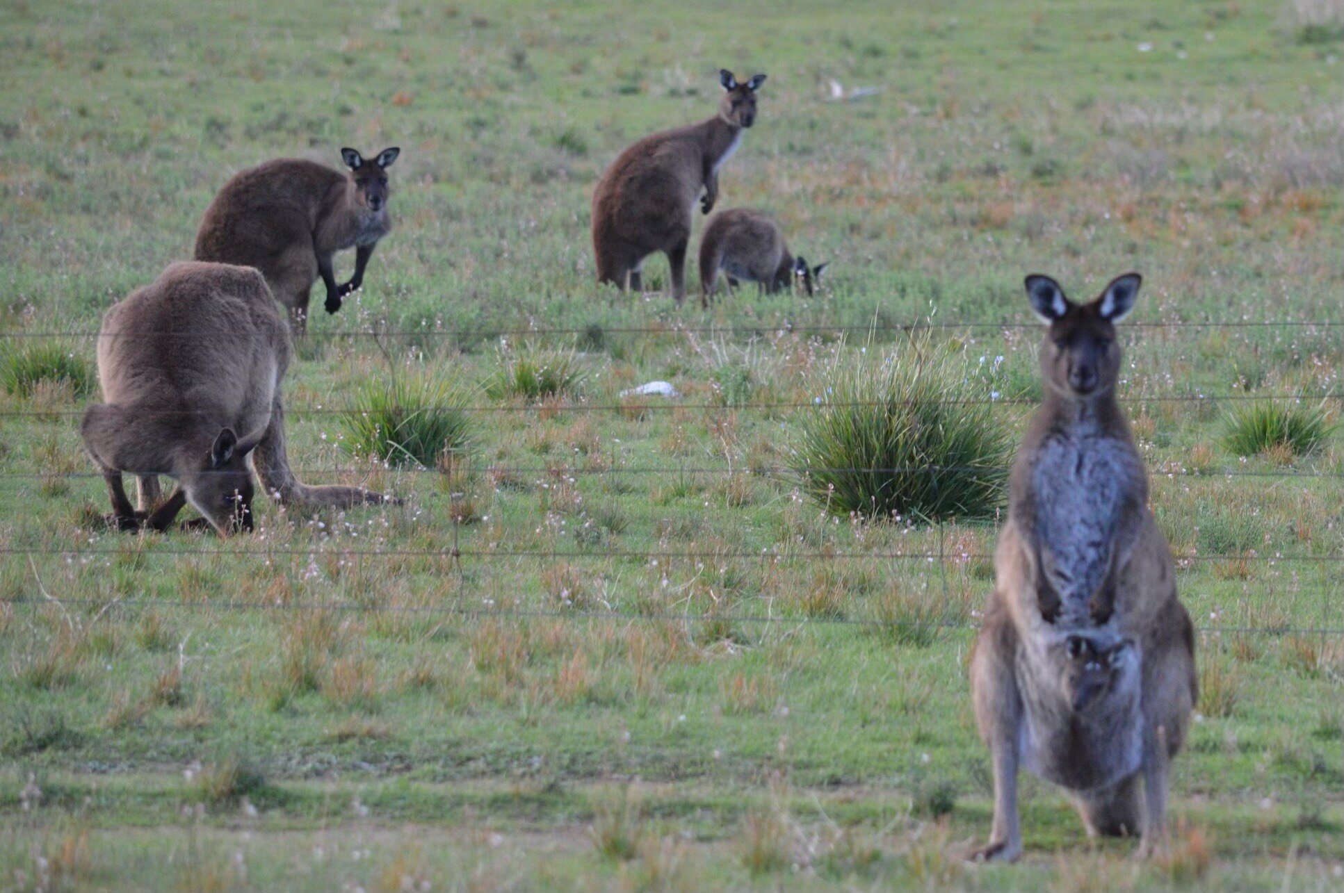 A mob of kangaroos in a paddock 