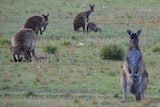 A mob of kangaroos in a paddock 
