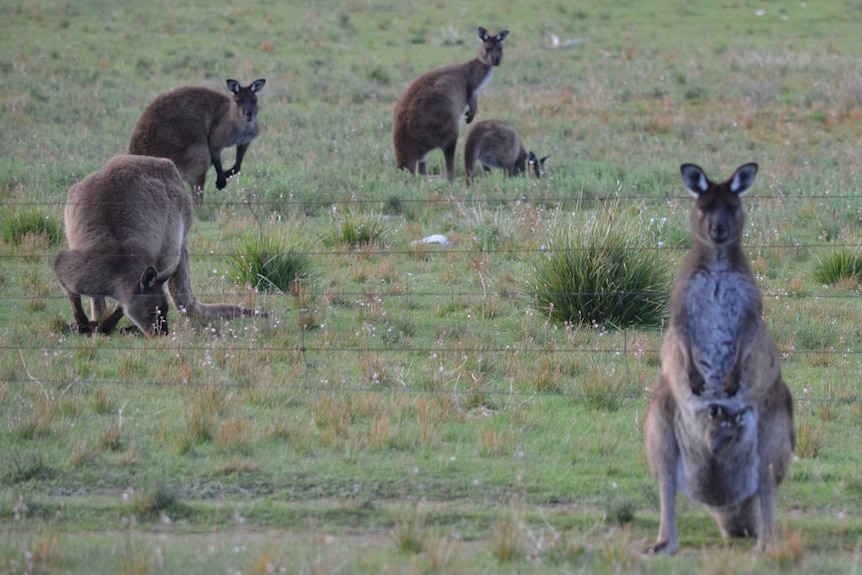 A mob of kangaroos in a paddock 