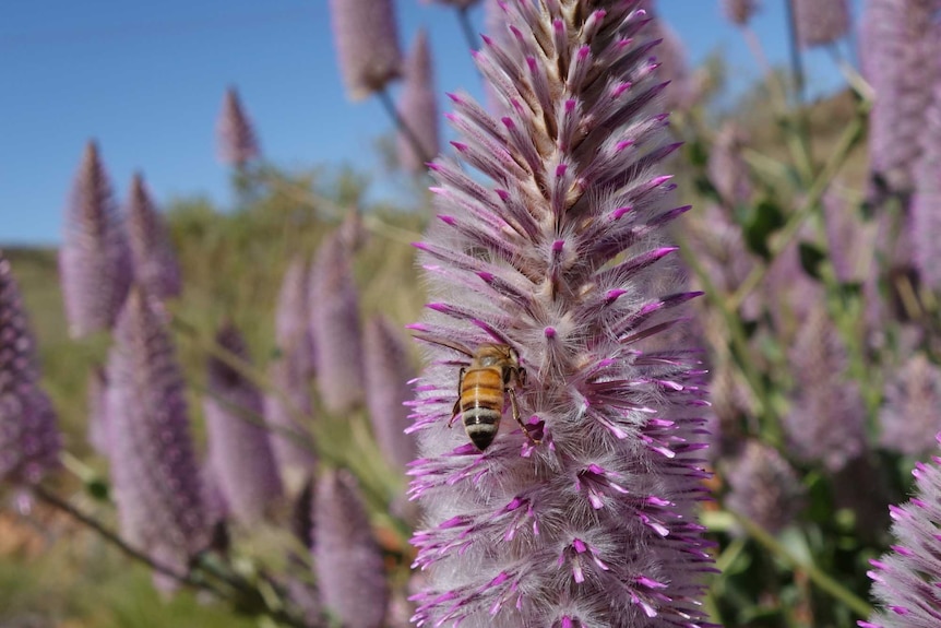 A close-up of a bee on a thin purple flower.