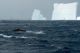 A fin whale jumps out of the water in front of icebergs at the northern coast of Elephant Island