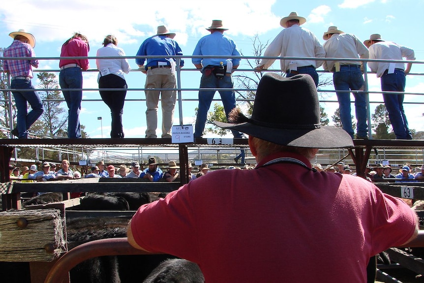 Watching the selling action at the large annual Monaro calf sale at Cooma NSW