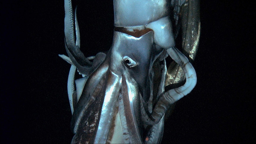 Giant squid filmed in Japanese ocean