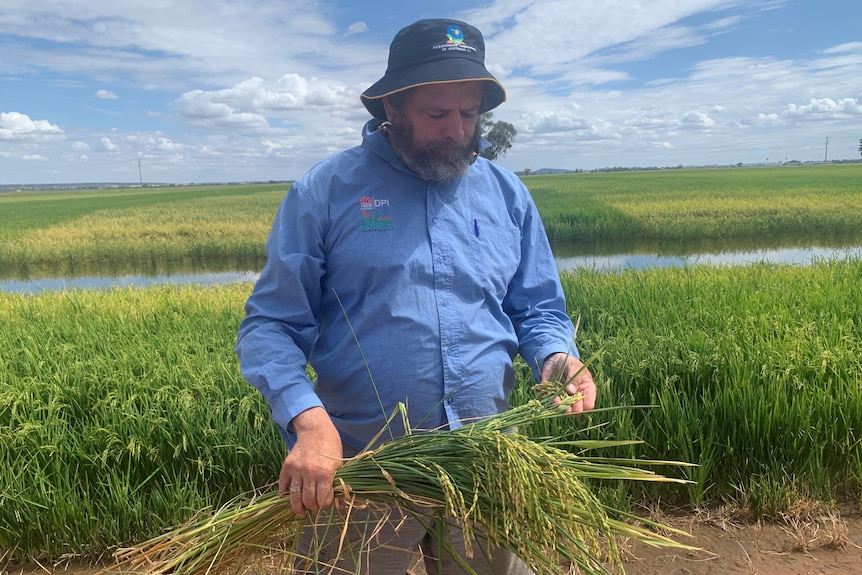 A man in a blue hat and shirt holds some green rice in front of a crop