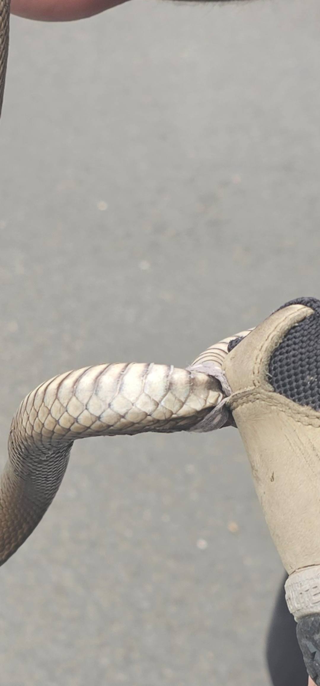 Una serpiente estaba atrapada en el lazo de la parte trasera de un zapato.