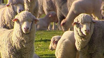 Keeping wool producers profitable