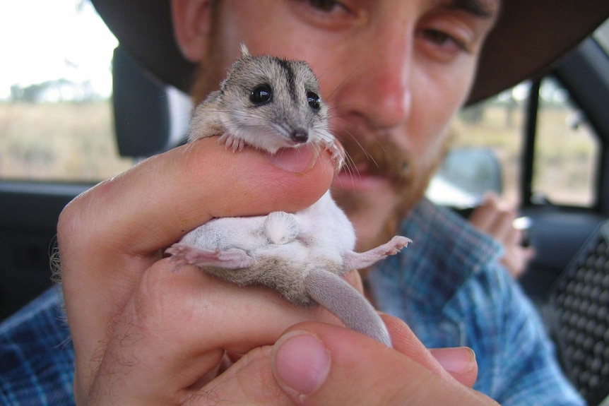 A mouse like creature is held in the hands of a man.