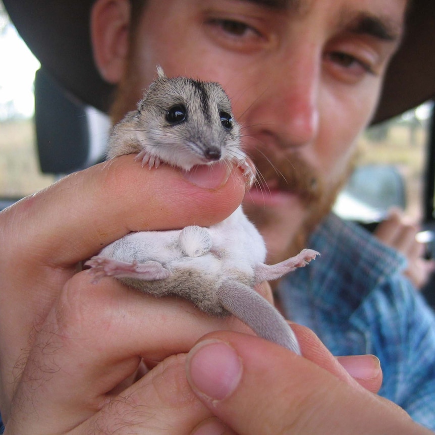 A mouse like creature is held in the hands of a man.