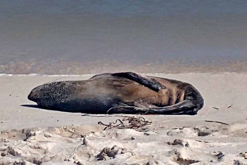 A sea lion lies on its side on a beach