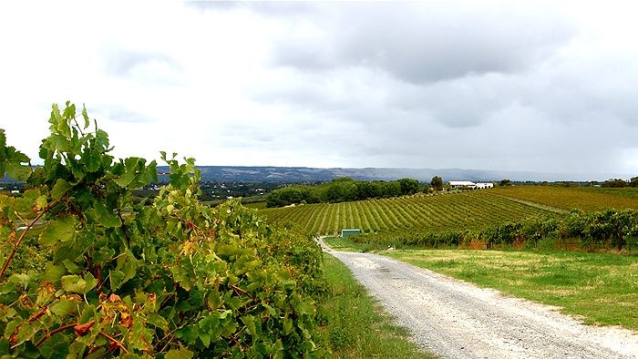 Grape vines and a dirt road