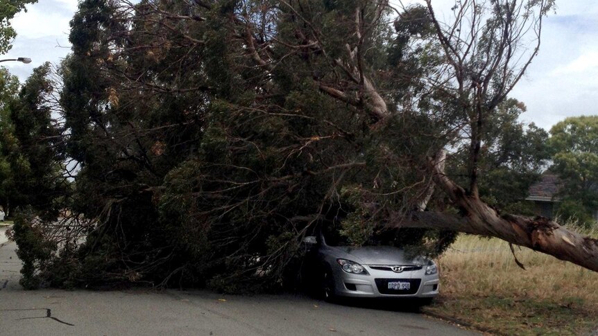 Tree smashes into car