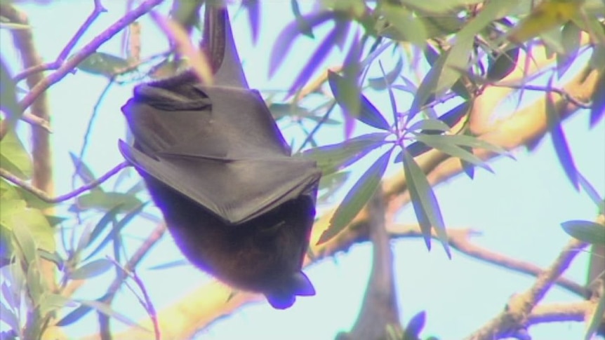 Residents going batty over flying foxes
