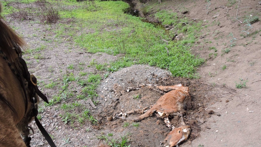 This decaying brumby was found deda in Guy Fawkes River National Park