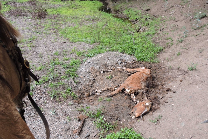 This decaying brumby was found deda in Guy Fawkes River National Park