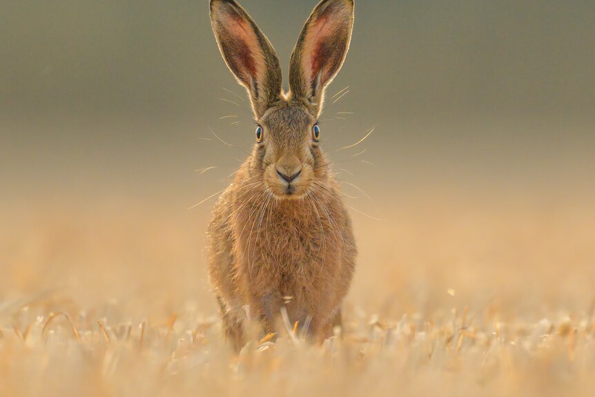 A hare standing in brown grass looking directly at the camera.