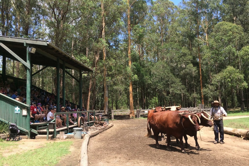 A crowd in the stand watching the daily bullock demonstration at Timbertown, at Wauchope in NSW.