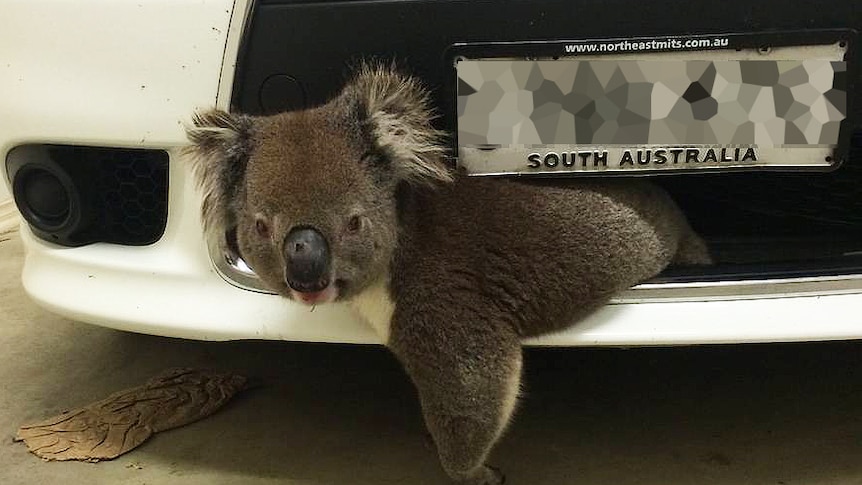 Grilled koala