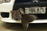 Grilled koala