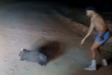 A man throwing a rock at a wombat on a dirt road