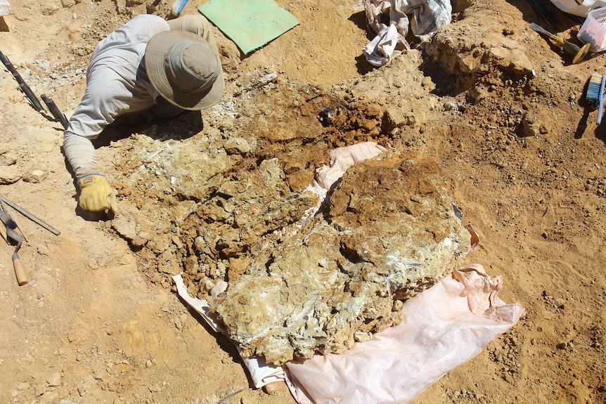 2020 field trip Arthur Crichton looking over recently exposed fossils at Pwerte Marnte Marnte