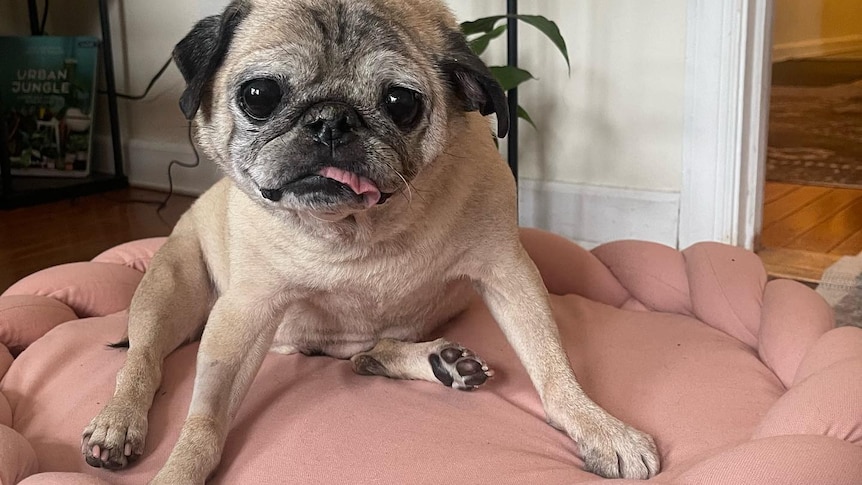 Noodle the 'no bones day' TikTok pug who went viral has died - ABC News