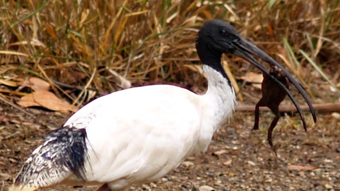 Australian White Ibis holding a cane toad in its beak. 